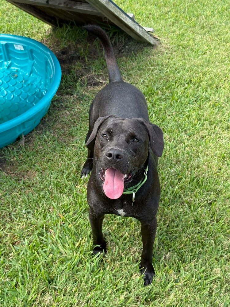 Enlarge Popeye, a Adoptable mixed breed in San Leon, TX image 5/6