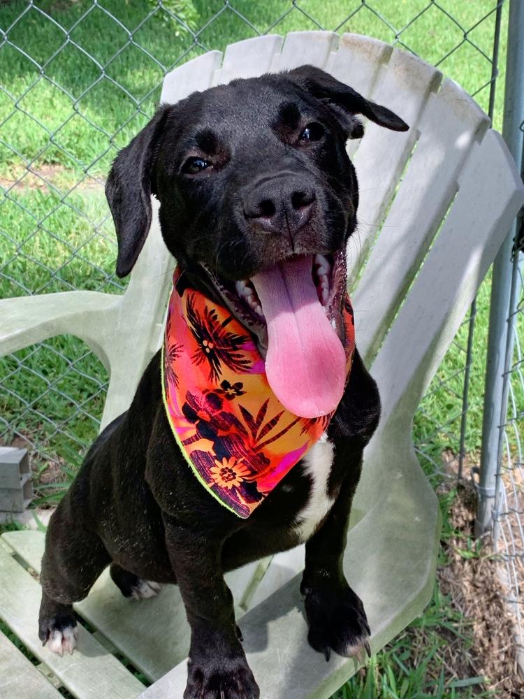 Enlarge Popeye, a Adoptable mixed breed in San Leon, TX image 6/6