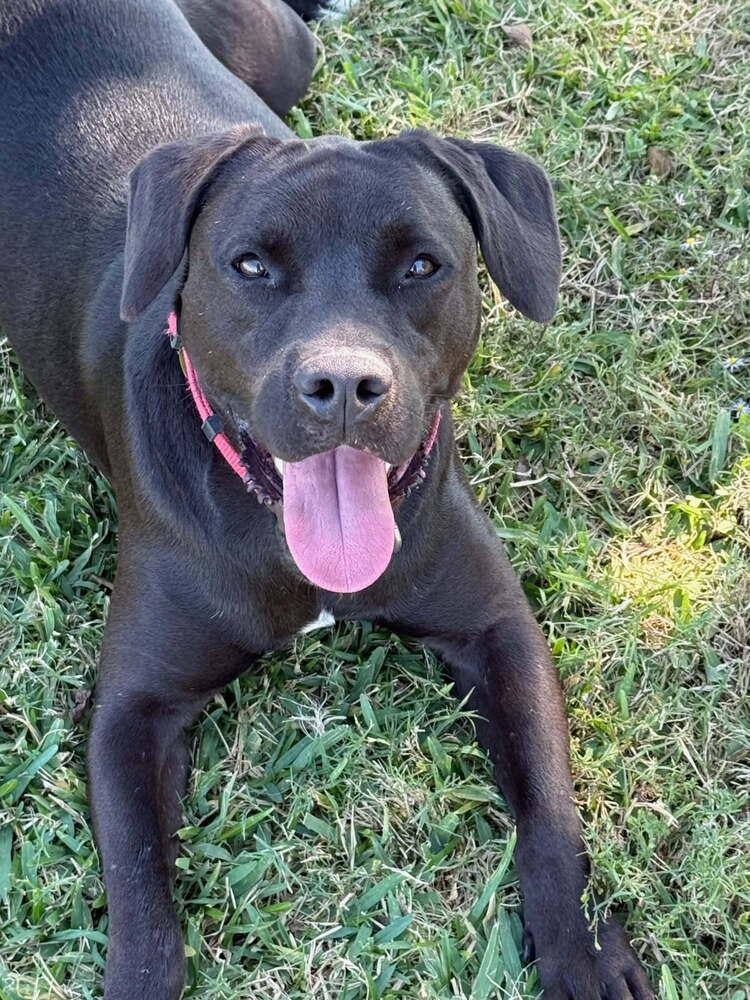 Enlarge Popeye, a Adoptable mixed breed in San Leon, TX image 6/6
