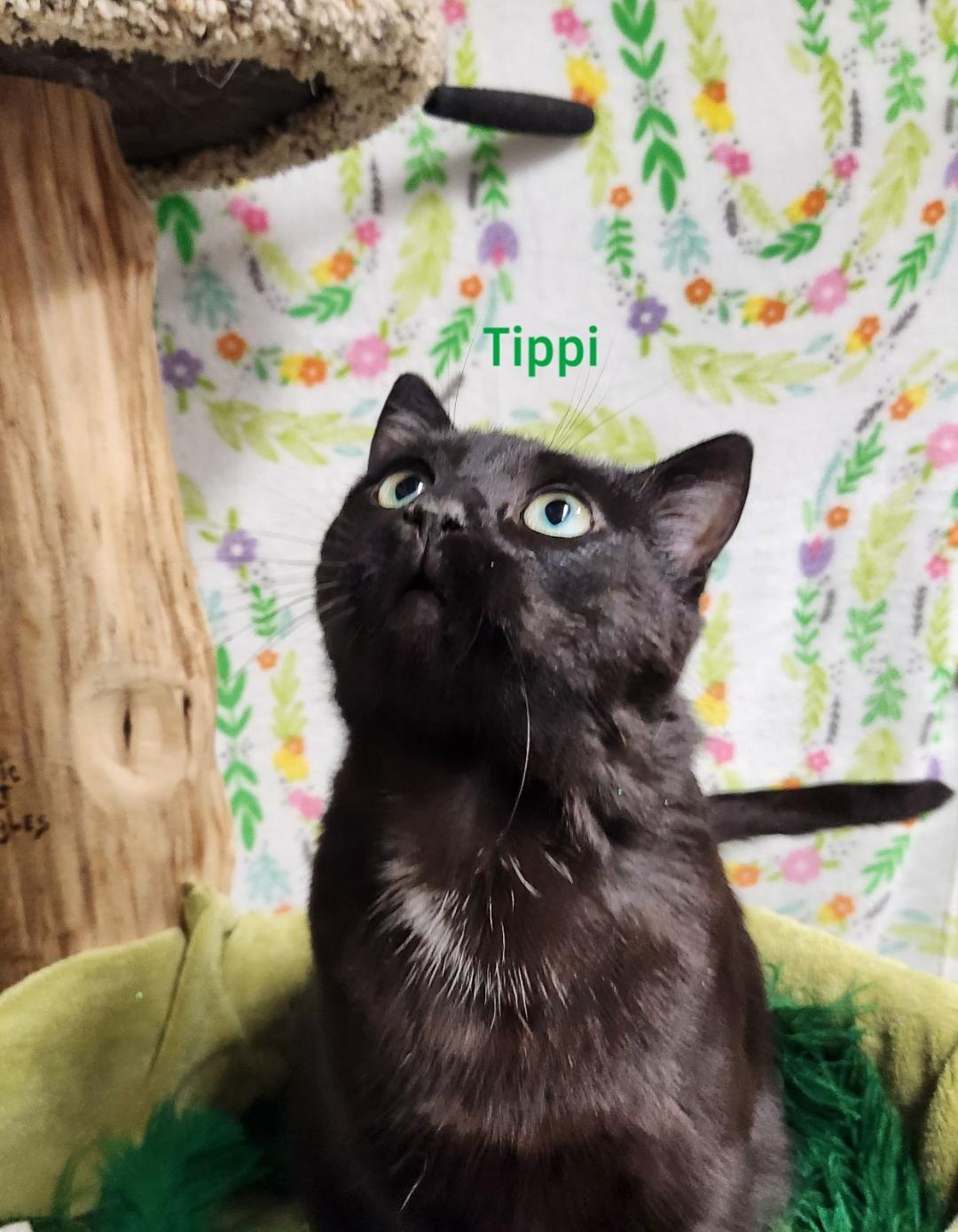 Tippi 2