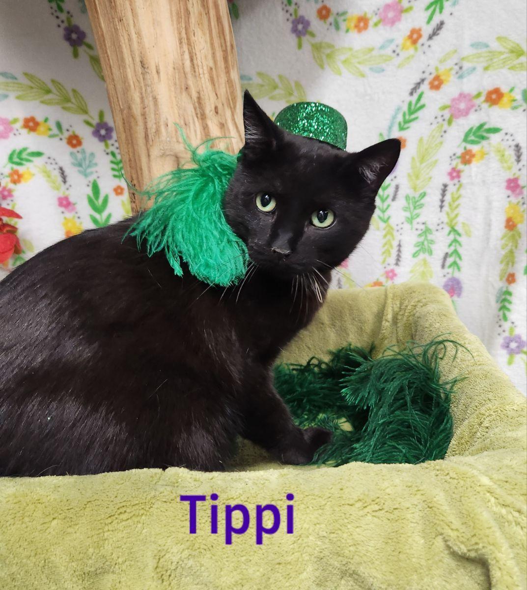 Tippi 6