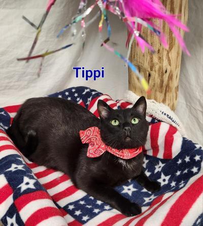 Tippi 4