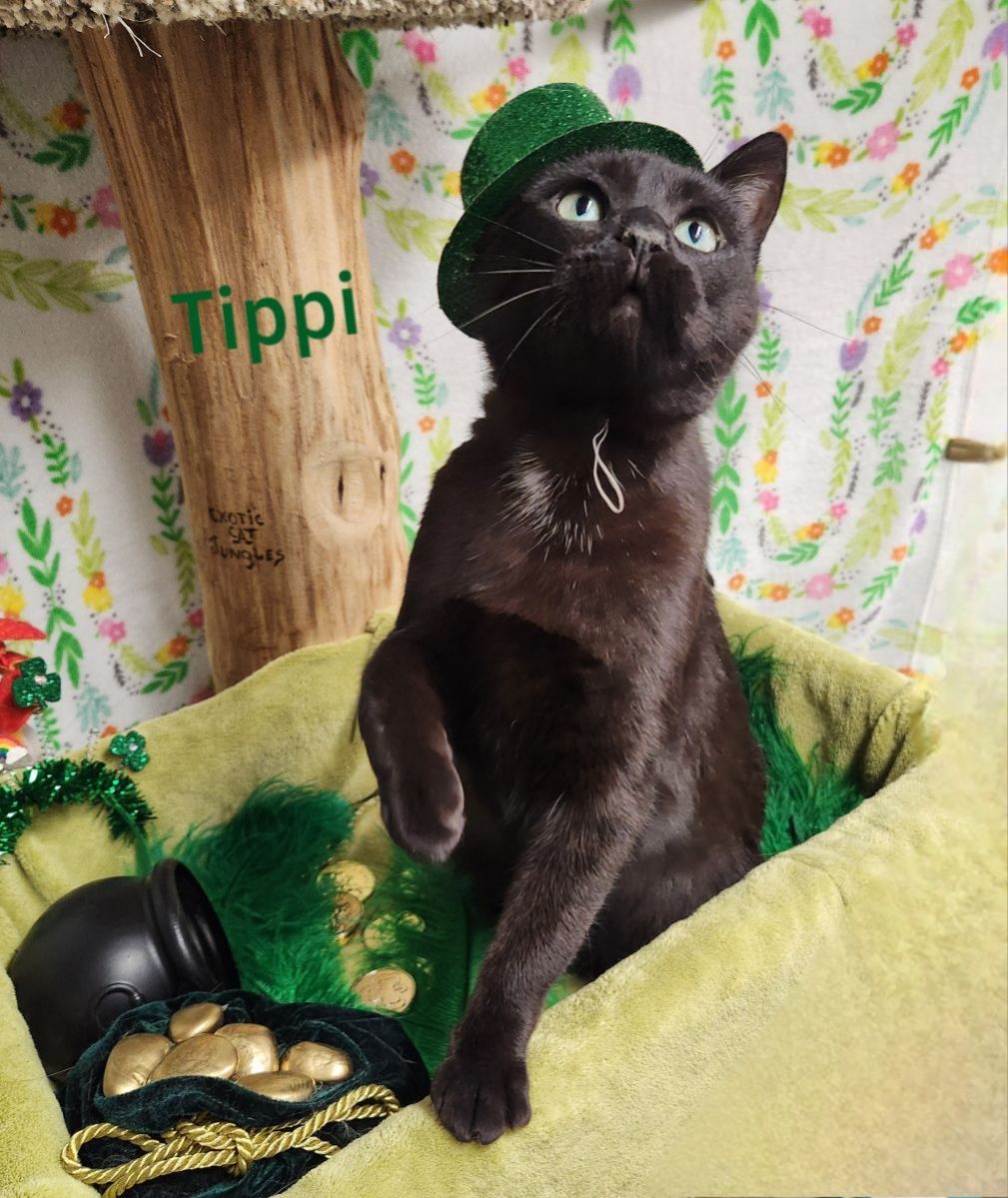 Tippi 3