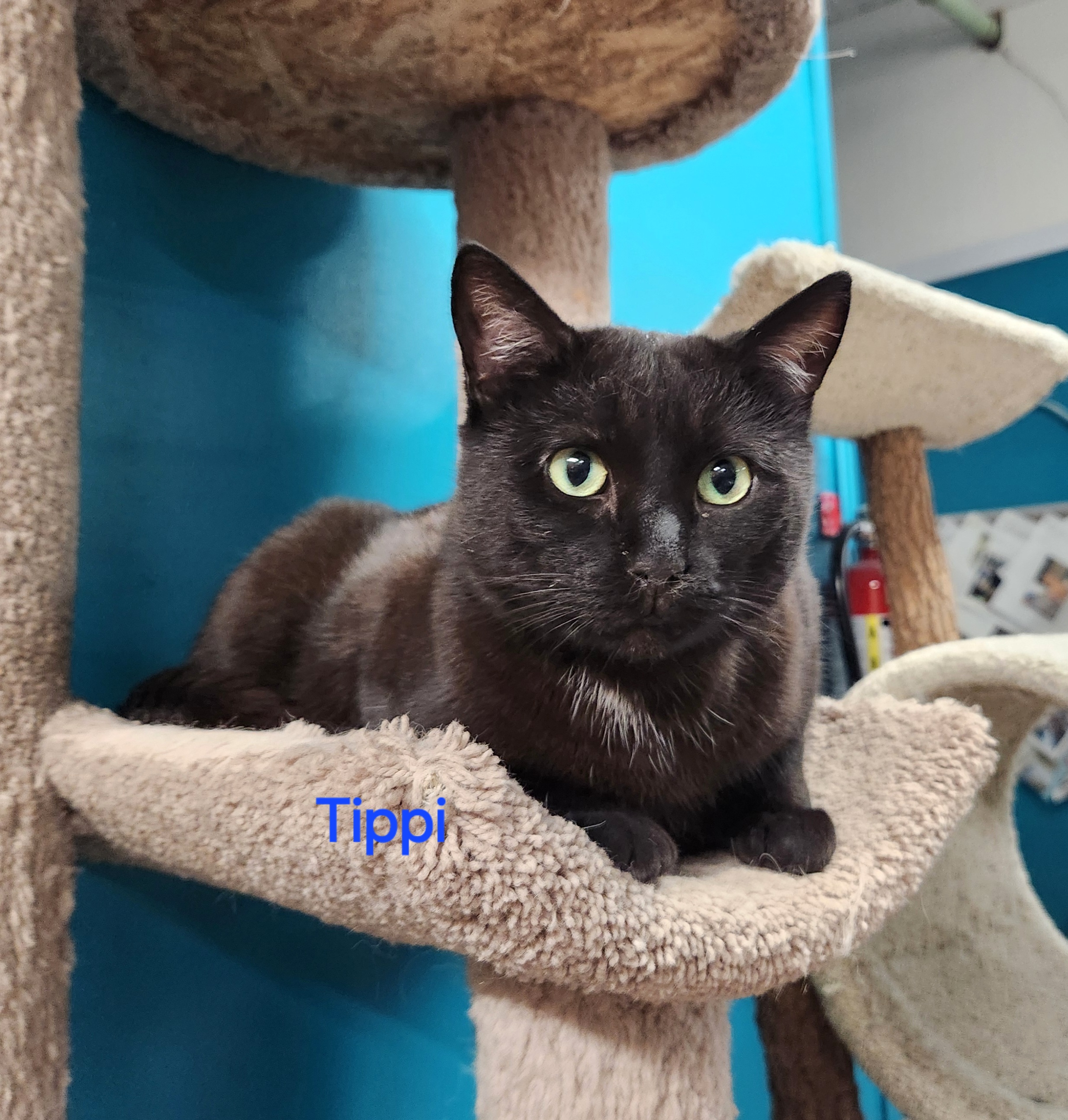 Tippi