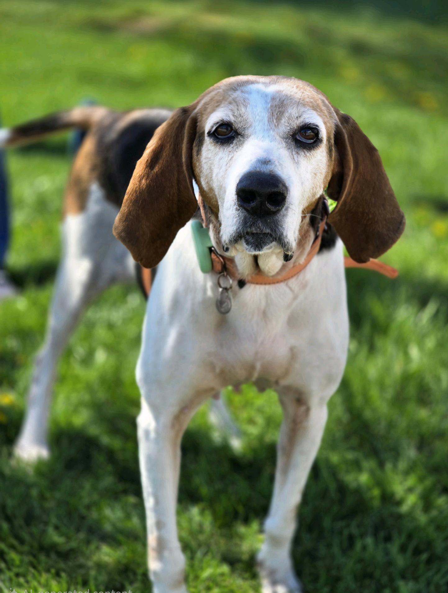 Pollie, ADOPTABLE, Adult Female Coonhound.