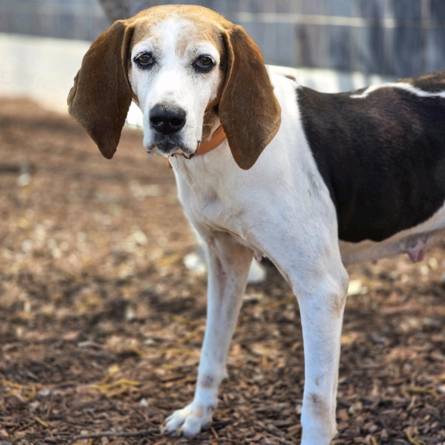 Pollie, a ADOPTABLE mixed breed in Itasca, IL image 2/3