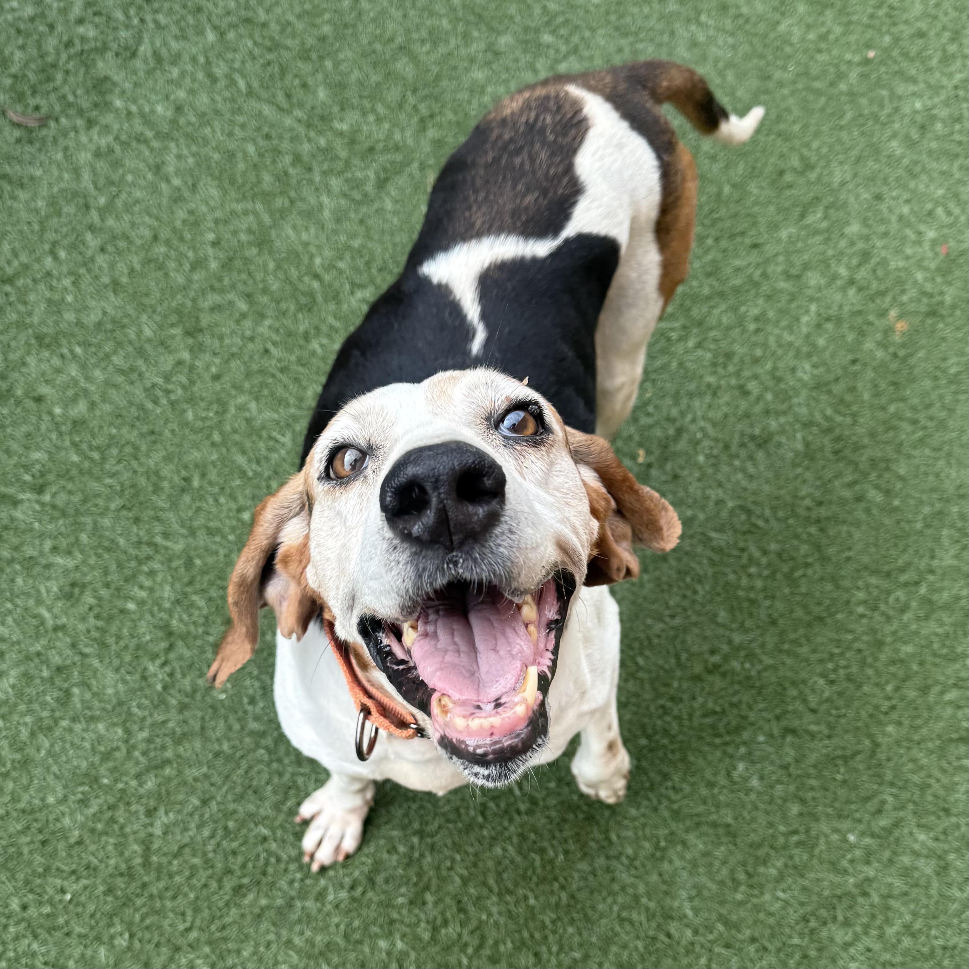 Enlarge Pollie, a ADOPTABLE mixed breed in Itasca, IL image 2/2