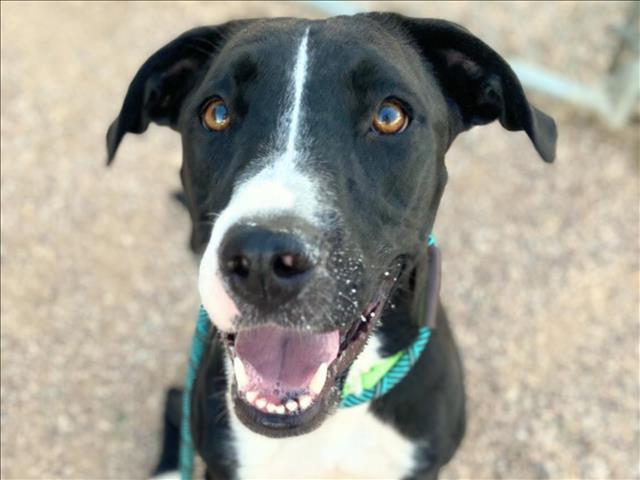 ROSIE, Adoptable, Adult Female Pit Bull Terrier.