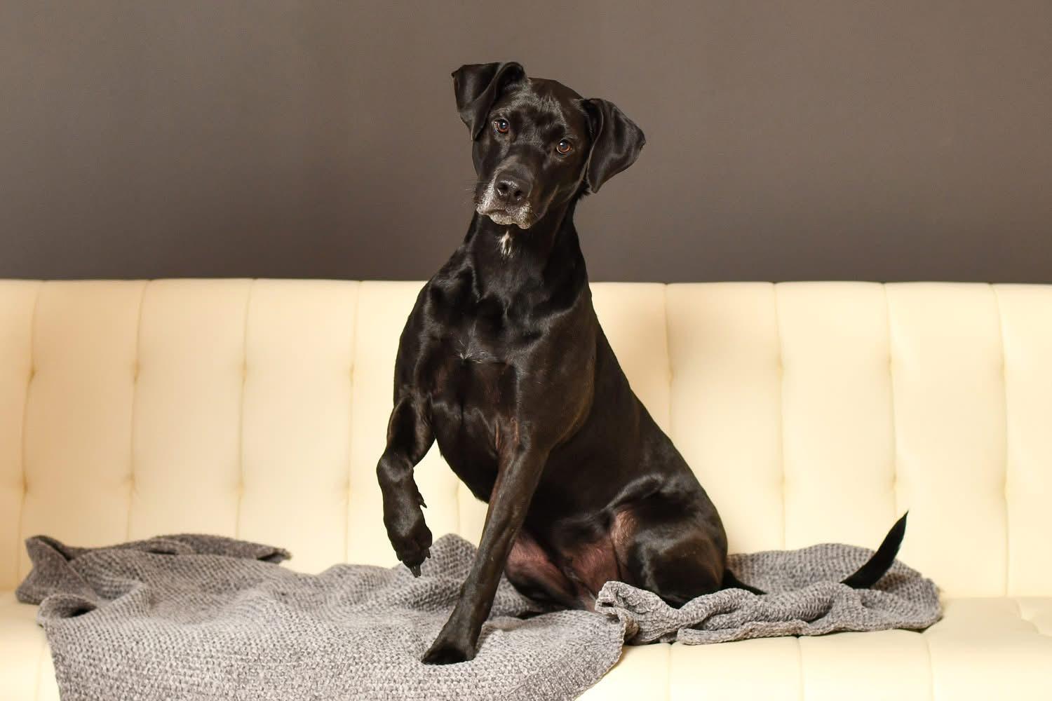 Coco, a Adoptable mixed breed in Grove City, OH image 4/6