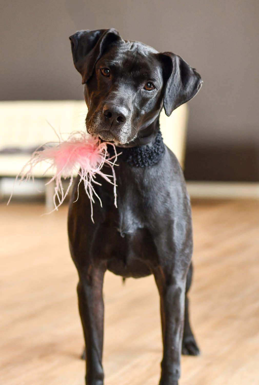 Coco, a Adoptable mixed breed in Grove City, OH image 1/6