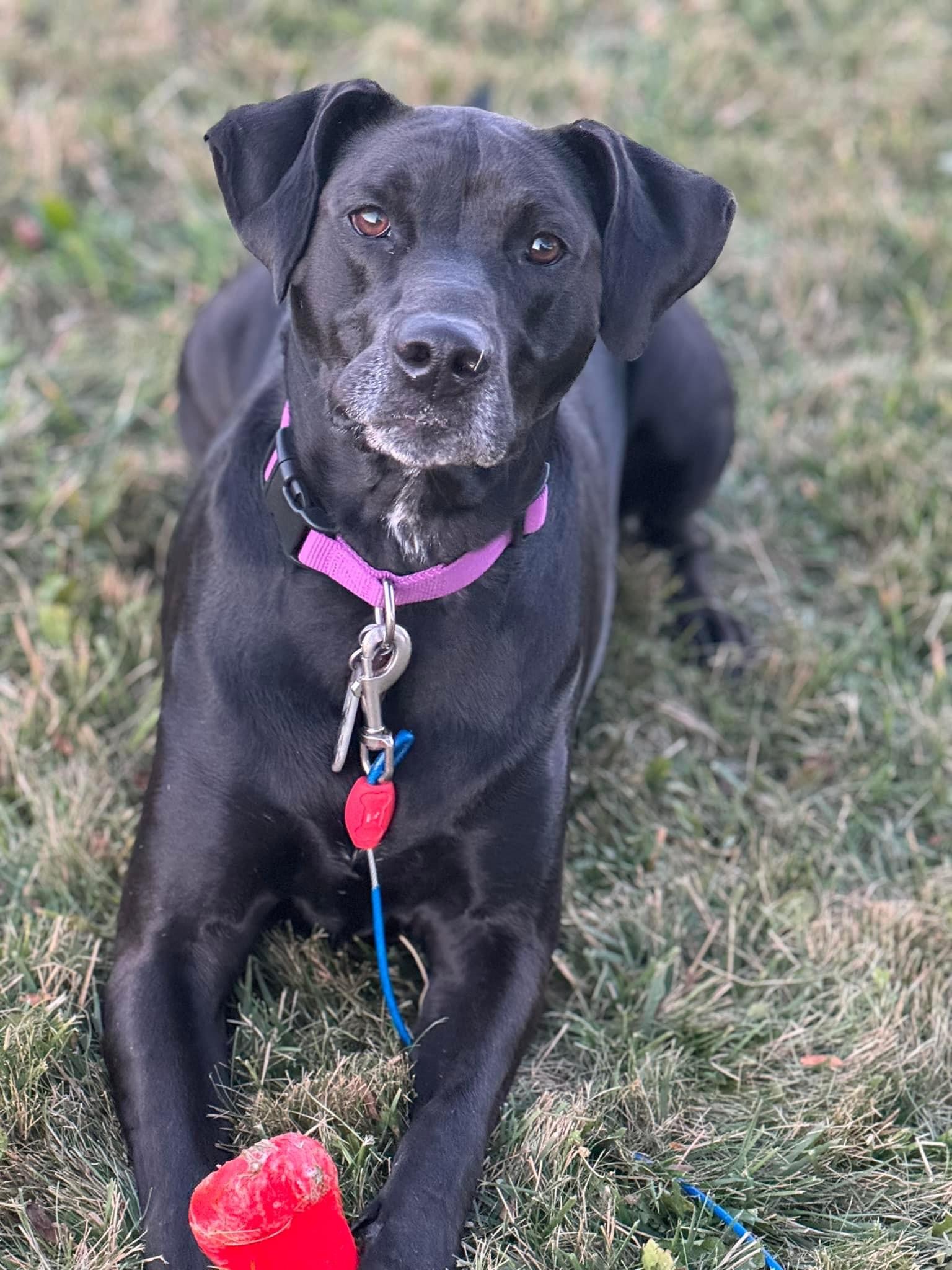 Coco, a Adoptable mixed breed in Grove City, OH image 5/6