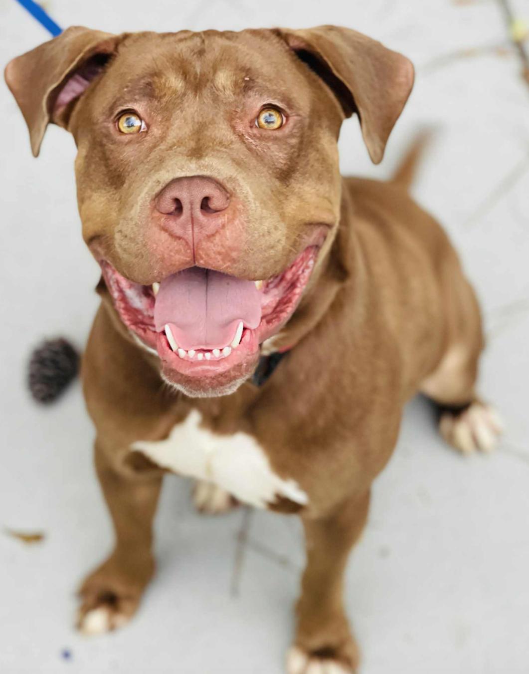 Come adopt me today I am located at Rockdale County Animal Services come visit me from 1pm-430pm