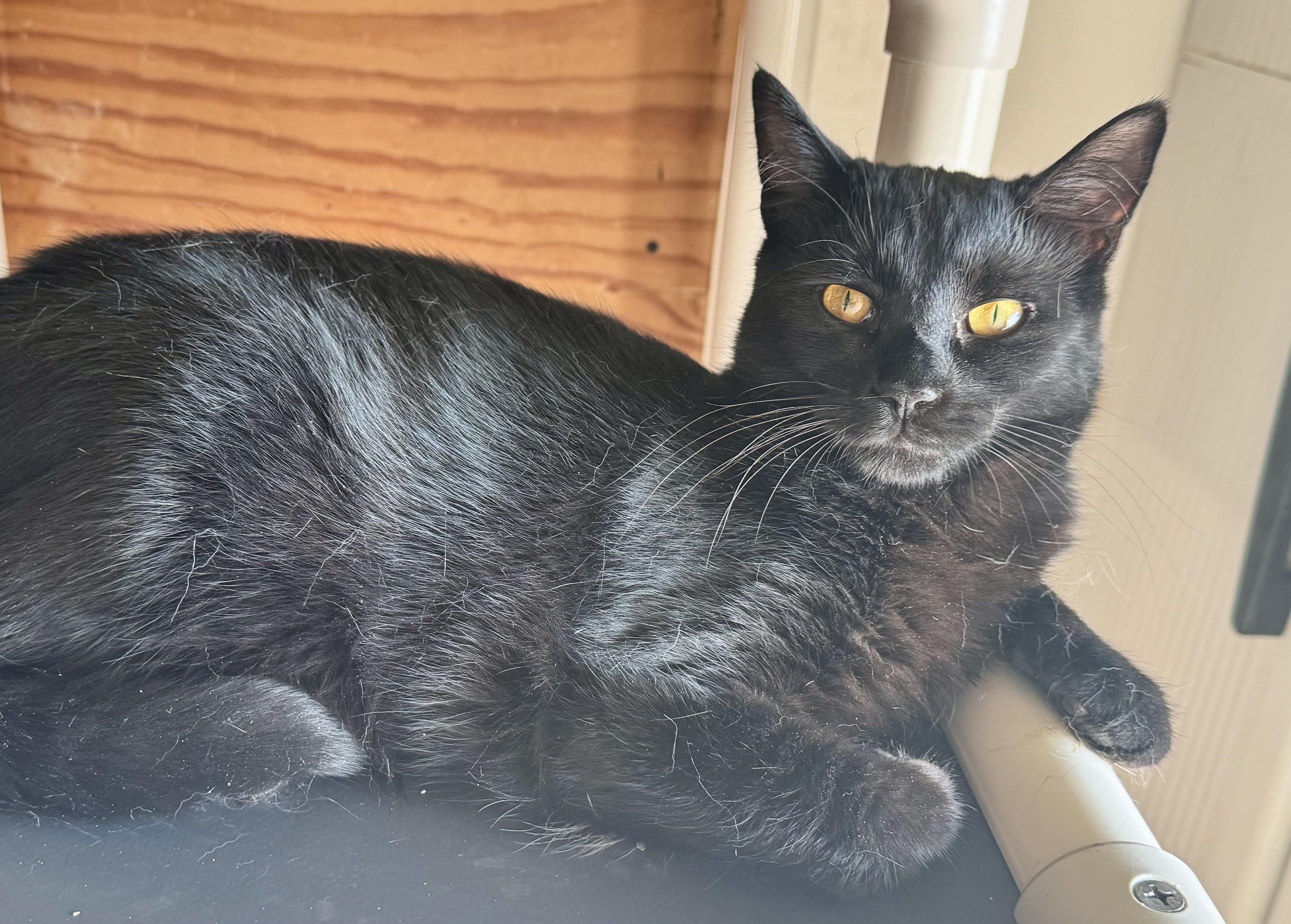 Enlarge Lacey, a Adoptable Domestic Short Hair in North Tonawanda, NY image 3/5