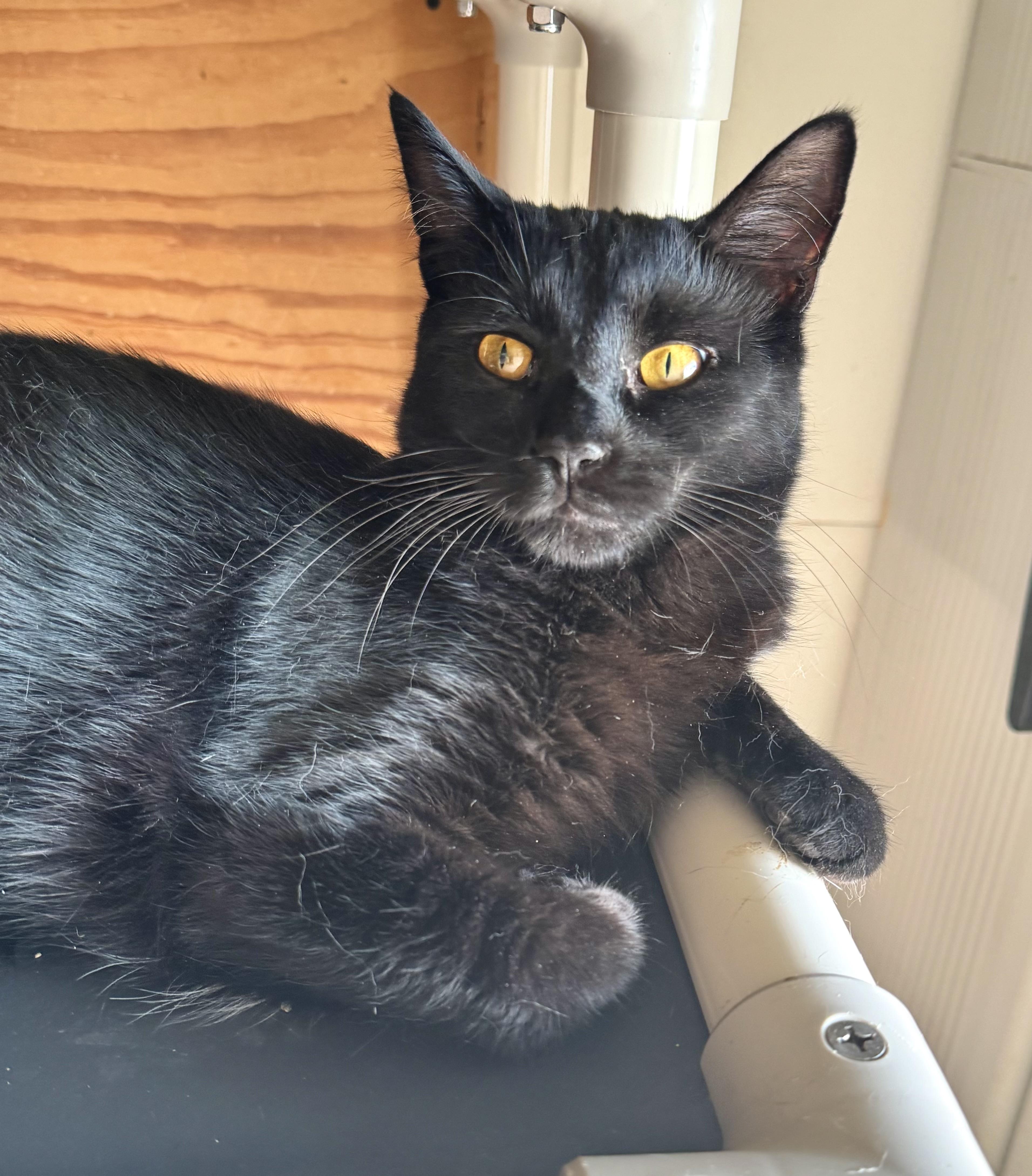Enlarge Lacey, a Adoptable Domestic Short Hair in North Tonawanda, NY image 5/5