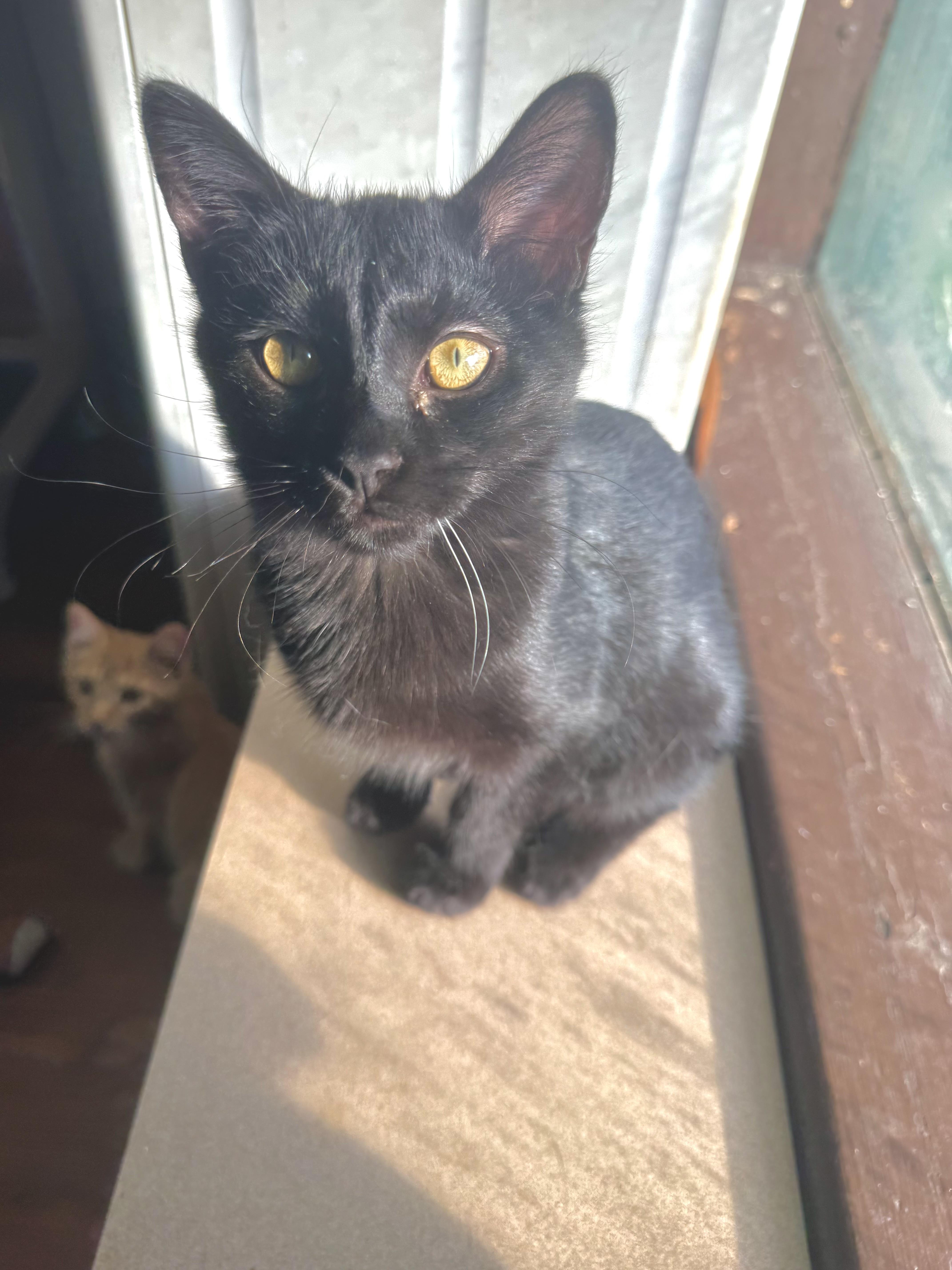 Lacey, Adoptable, Young Female Domestic Short Hair.