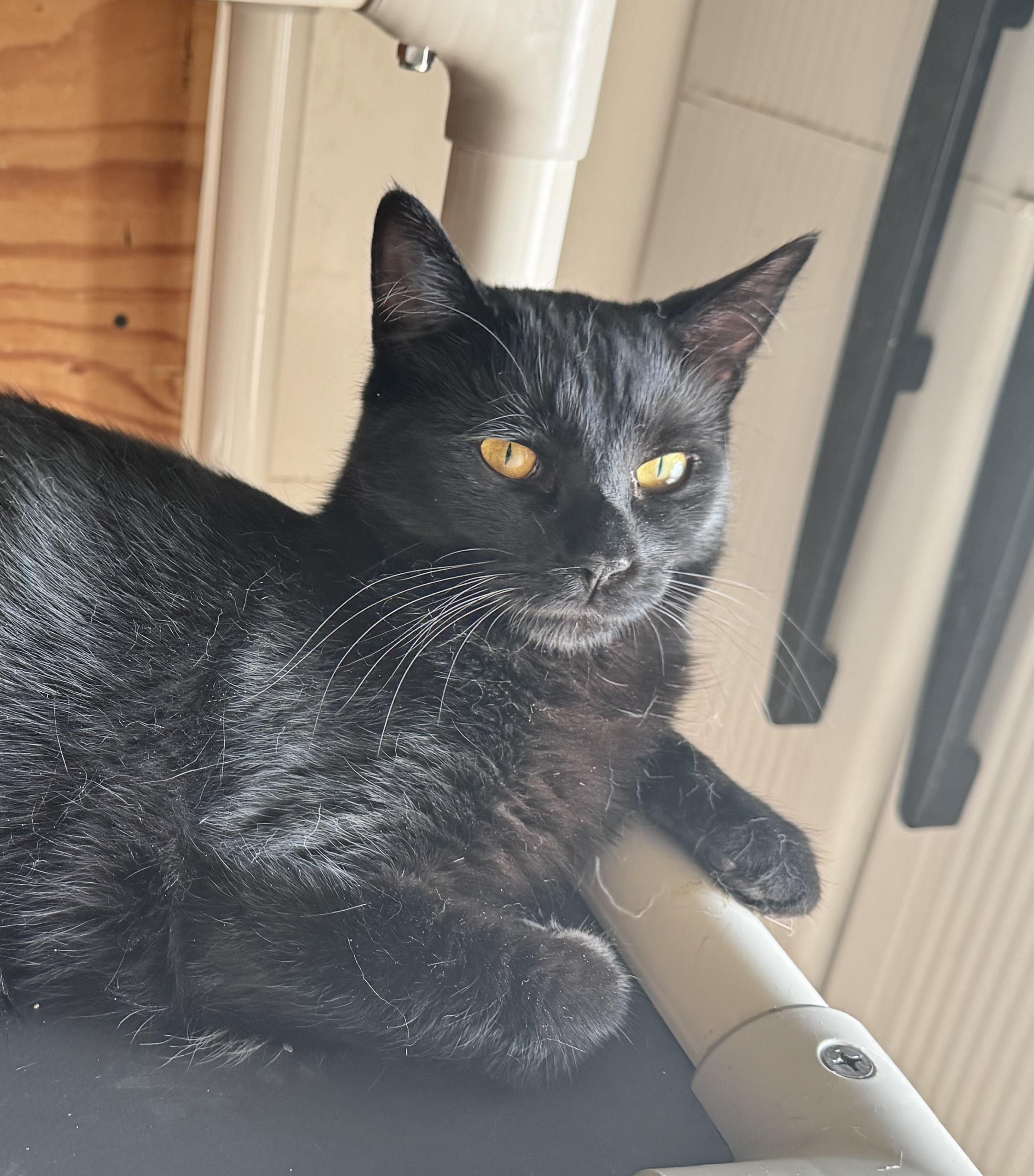 Enlarge Lacey, a Adoptable Domestic Short Hair in North Tonawanda, NY image 2/5