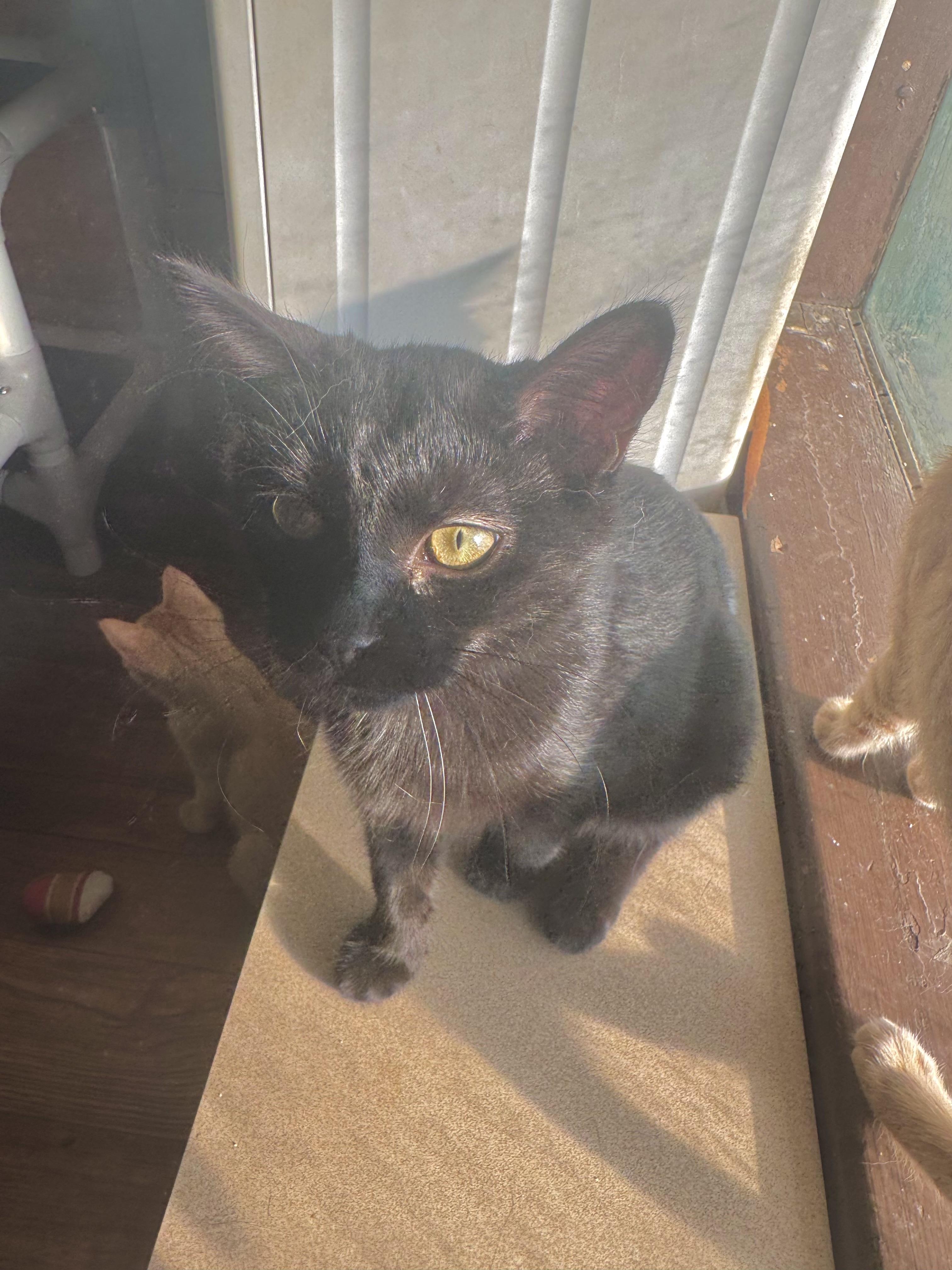 Enlarge Lacey, a Adoptable Domestic Short Hair in North Tonawanda, NY image 4/5