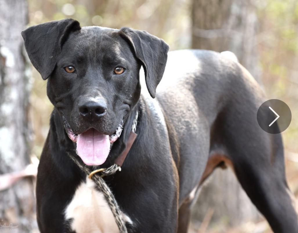 Kratos, adopted, Young Male Black Labrador Retriever & Pit Bull Terrier.