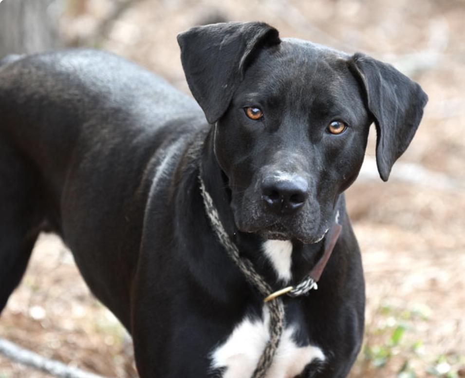 Enlarge Kratos, a ADOPTABLE mixed breed in Palm Bay, FL image 3/4