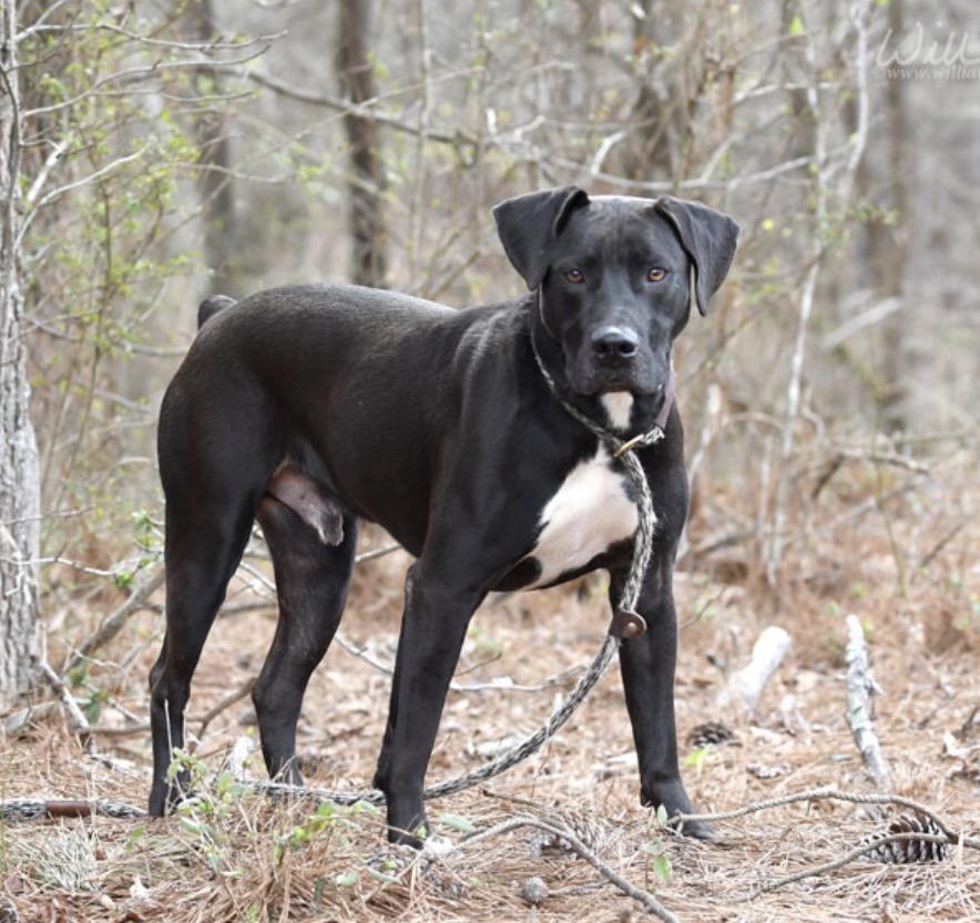 Enlarge Kratos, a ADOPTABLE mixed breed in Palm Bay, FL image 2/4