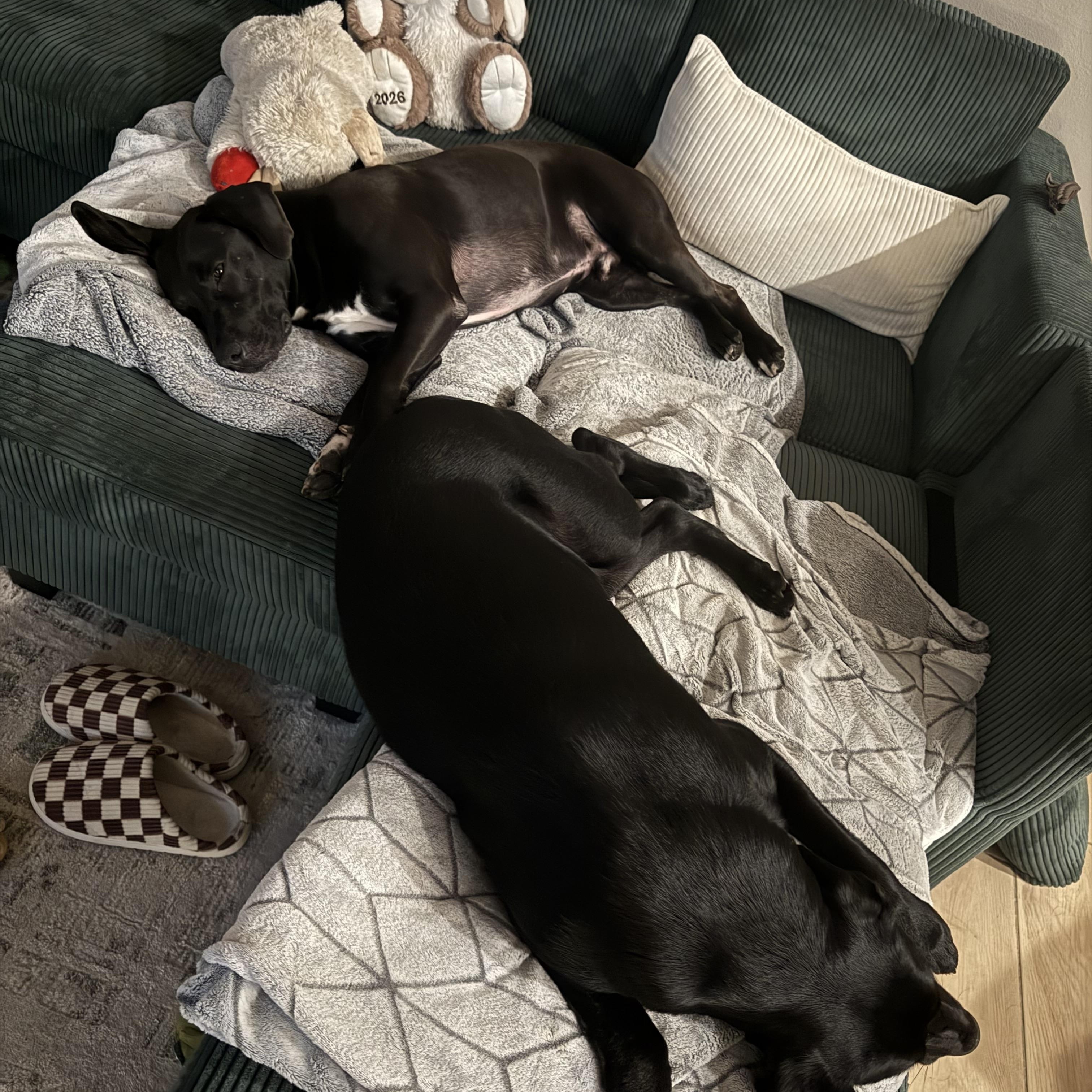 Enlarge Kratos, an adopted mixed breed in Palm Bay, FL image 6/6