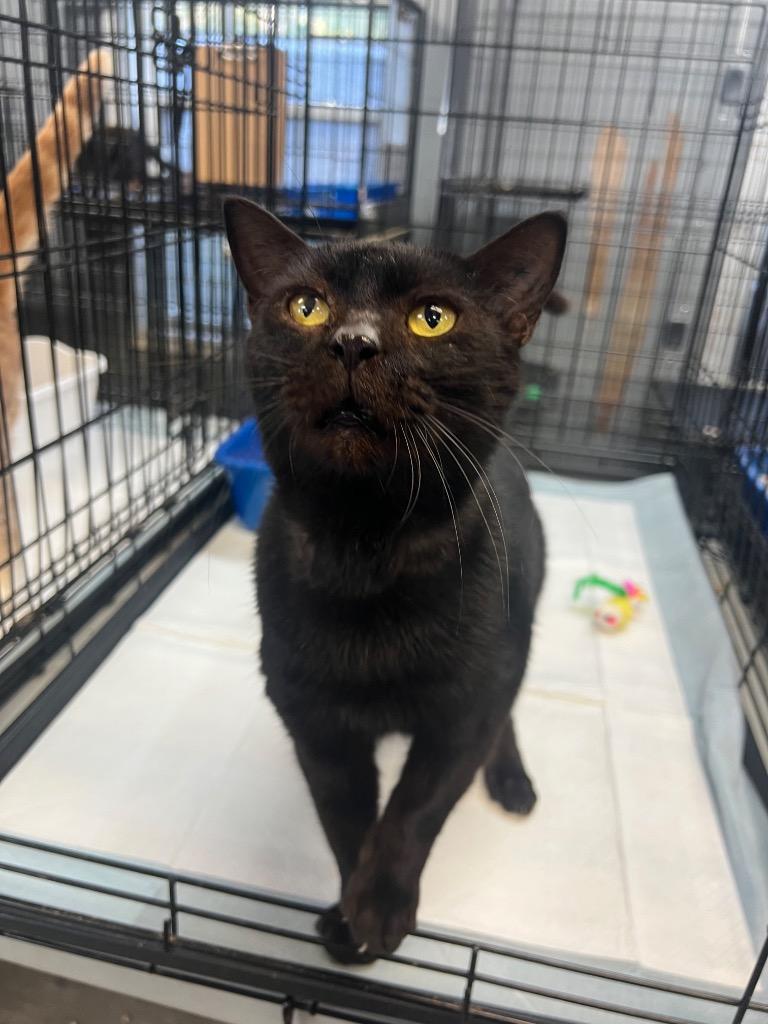 Enlarge Bagheera, a Adoptable mixed breed in Winnsboro, SC image 1/3