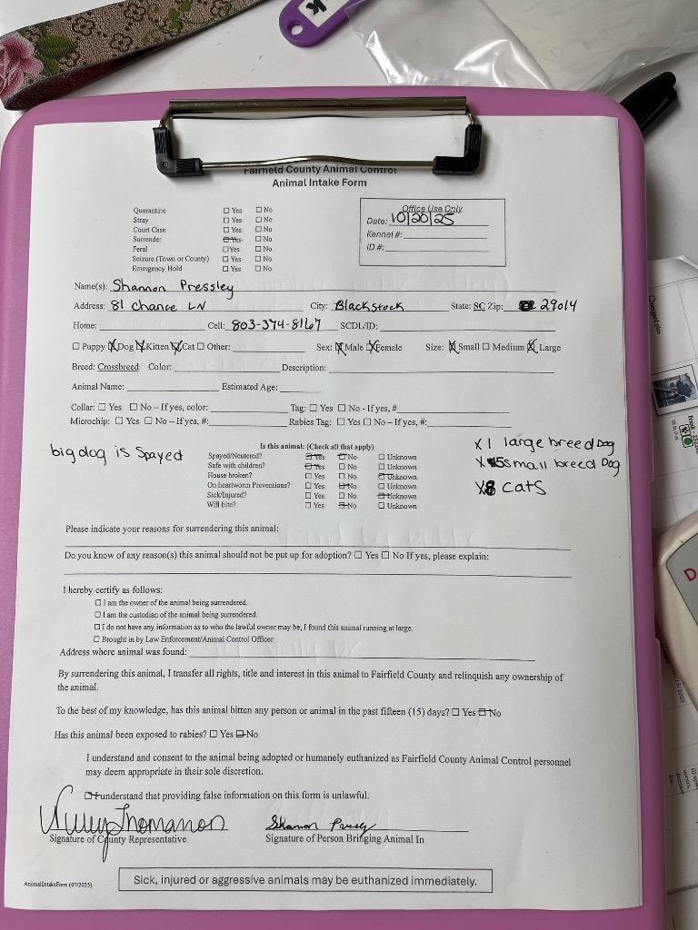 Enlarge Bagheera, a Adoptable mixed breed in Winnsboro, SC image 3/3