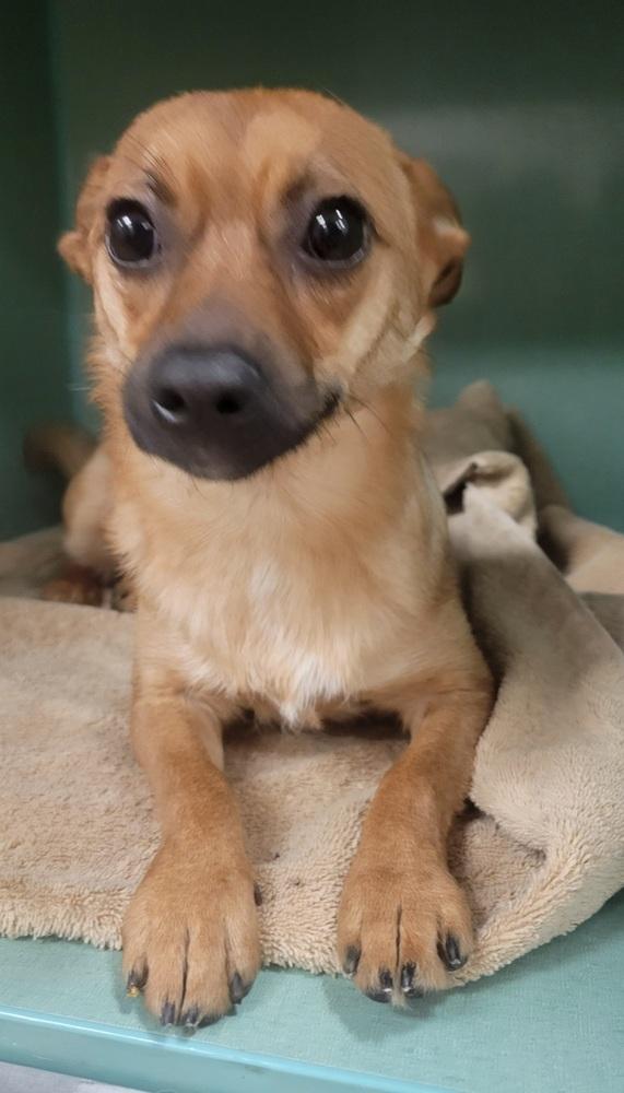 Enlarge Olive, a Adoptable mixed breed in Cortez, CO image 1/4