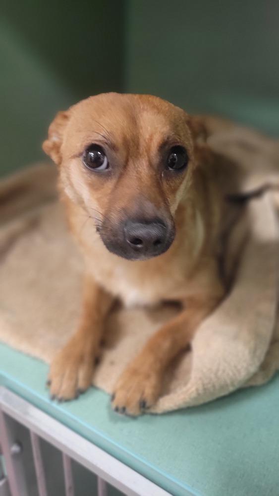 Enlarge Olive, a Adoptable mixed breed in Cortez, CO image 3/4