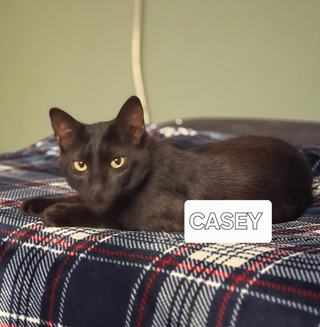 Casey