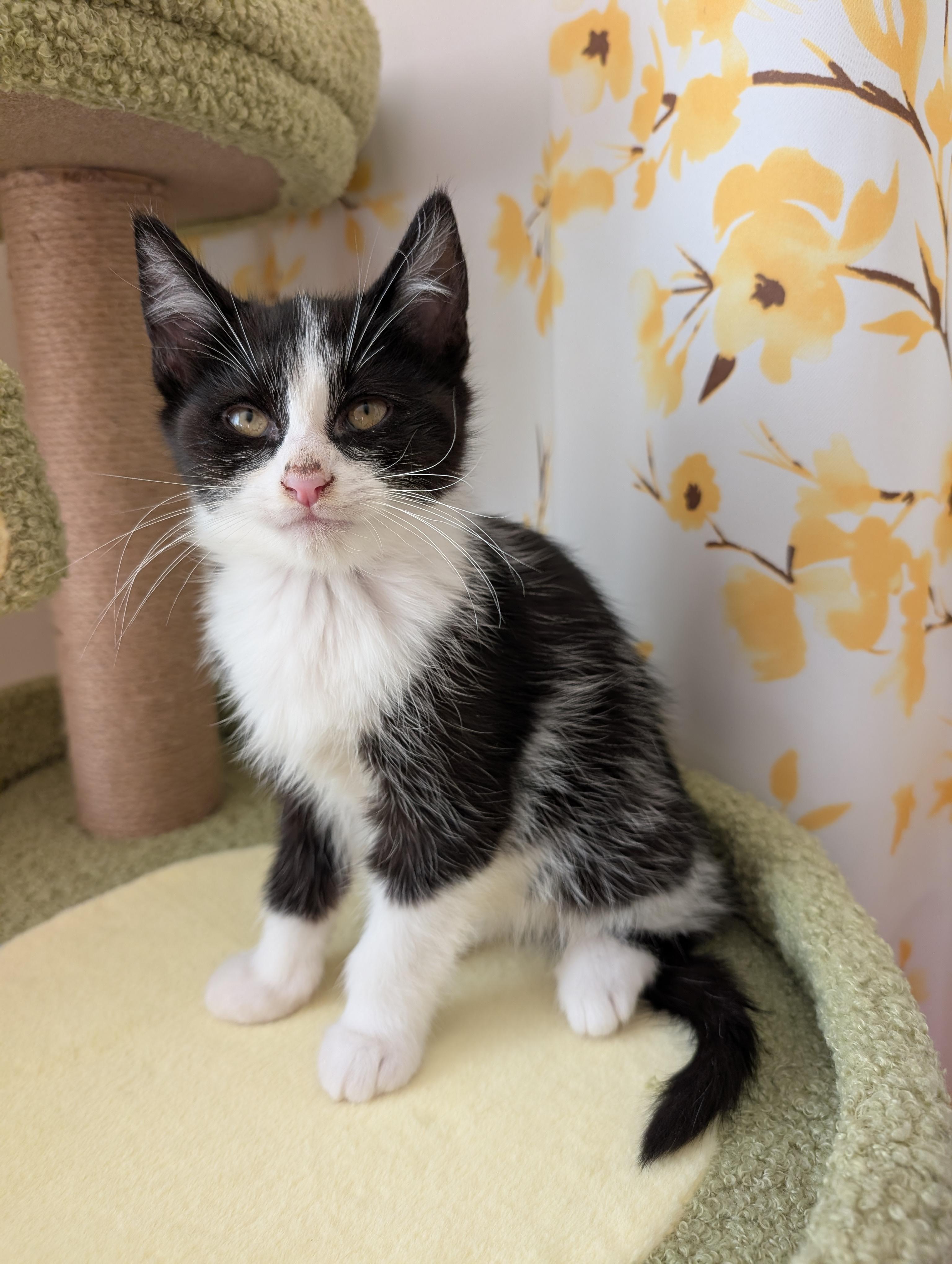 Game Boy, adoptable, Kitten Male Domestic Short Hair.