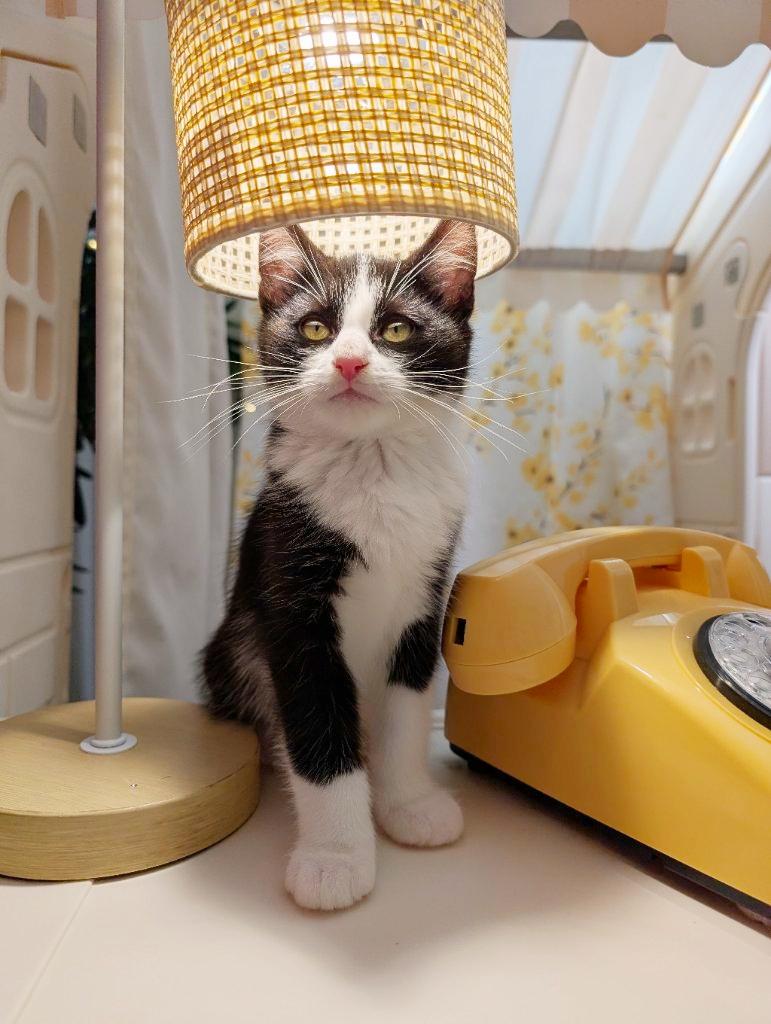 Game Boy, adopted, Kitten Male Domestic Short Hair.