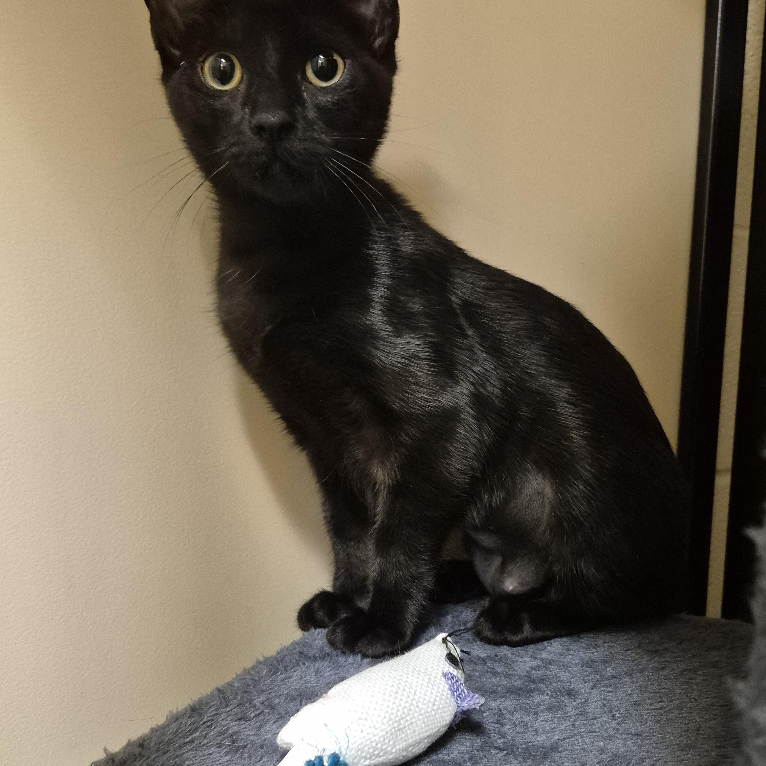 Enlarge Donut, an adopted Domestic Short Hair in Schertz, TX image 3/3