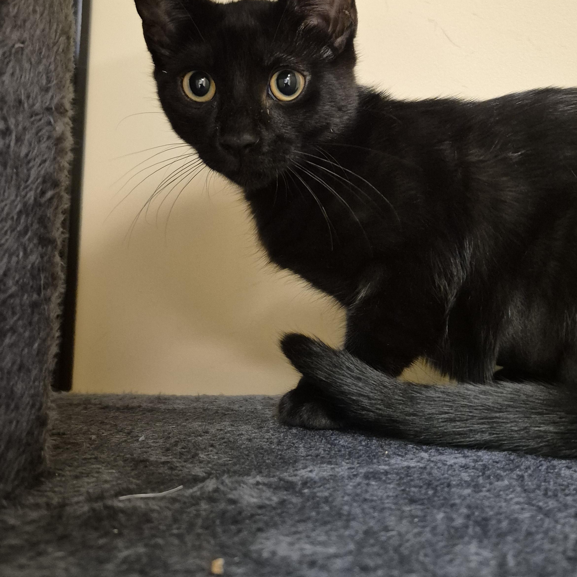 Enlarge Donut, an adopted Domestic Short Hair in Schertz, TX image 2/3