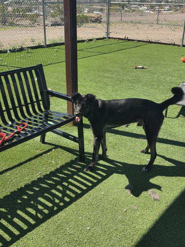 Enlarge Coda, a Adopted mixed breed in Truth or Consequences , NM image 4/6