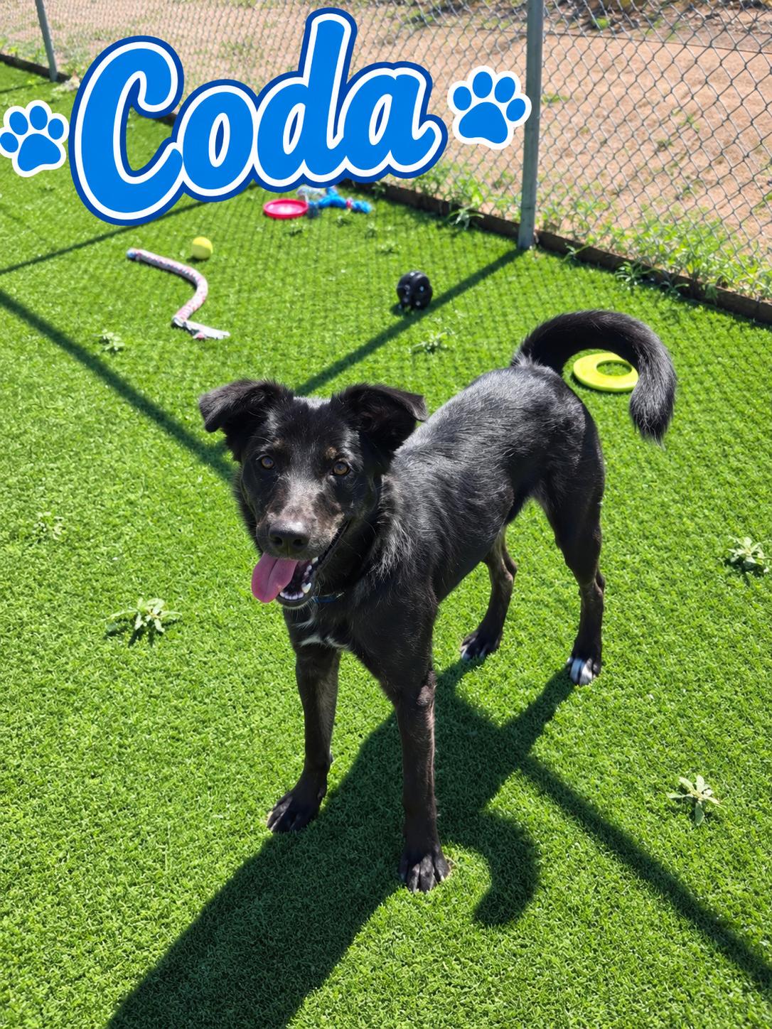 Enlarge Coda, a Adopted mixed breed in Truth or Consequences , NM image 1/6