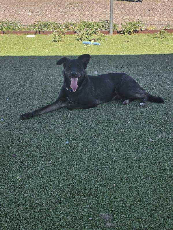 Enlarge Coda, a Adopted mixed breed in Truth or Consequences , NM image 5/6