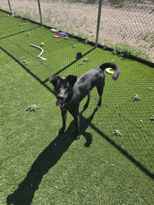 Enlarge Coda, a Adopted mixed breed in Truth or Consequences , NM image 3/6