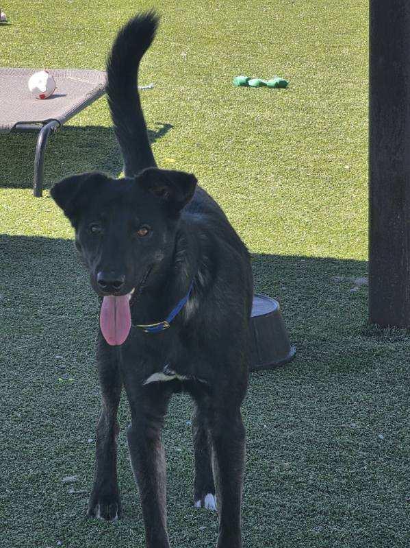 Enlarge Coda, a Adopted mixed breed in Truth or Consequences , NM image 6/6