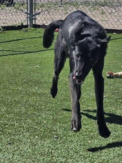 Enlarge Coda, a Adopted mixed breed in Truth or Consequences , NM image 2/6