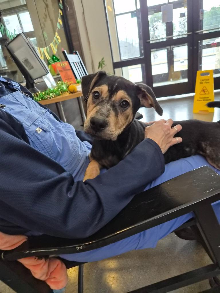 LB 4/HINKLES, Adoptable, Puppy Male Mixed Breed.