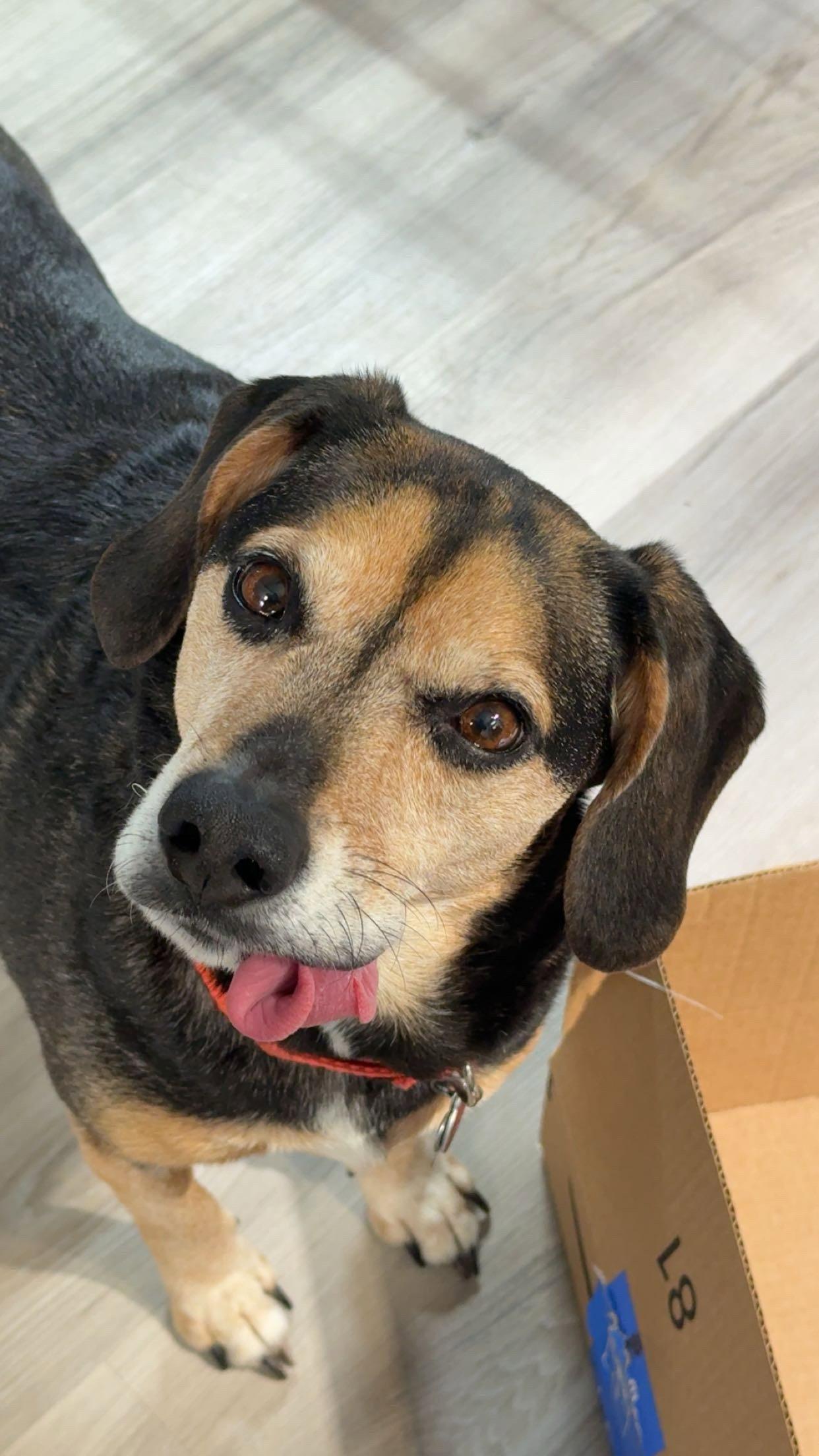 Tanbo - Yq Litter ♥, Adoptable, Adult Male Beagle & Dachshund.