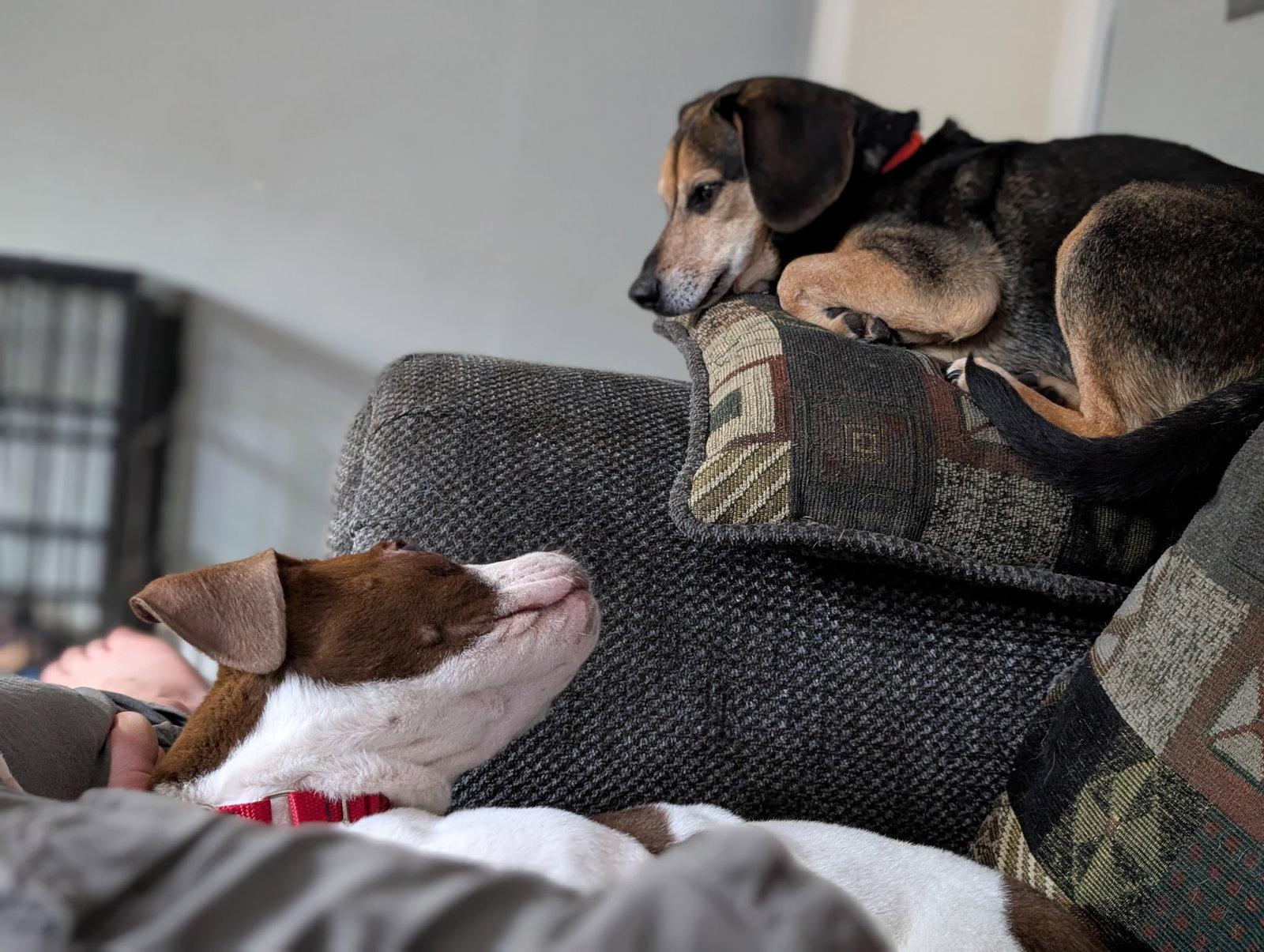 Tanbo - Yq Litter ♥, Adoptable, Adult Male Beagle & Dachshund.