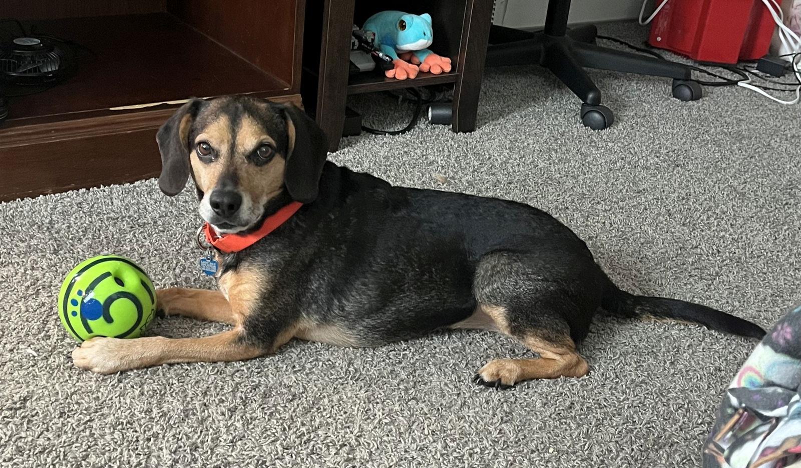 Tanbo - Yq Litter ♥, Adoptable, Adult Male Beagle & Dachshund.