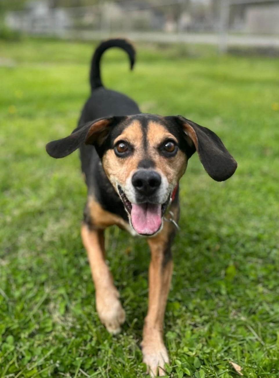 Tanbo - Yq Litter ♥, Adoptable, Adult Male Beagle & Dachshund.