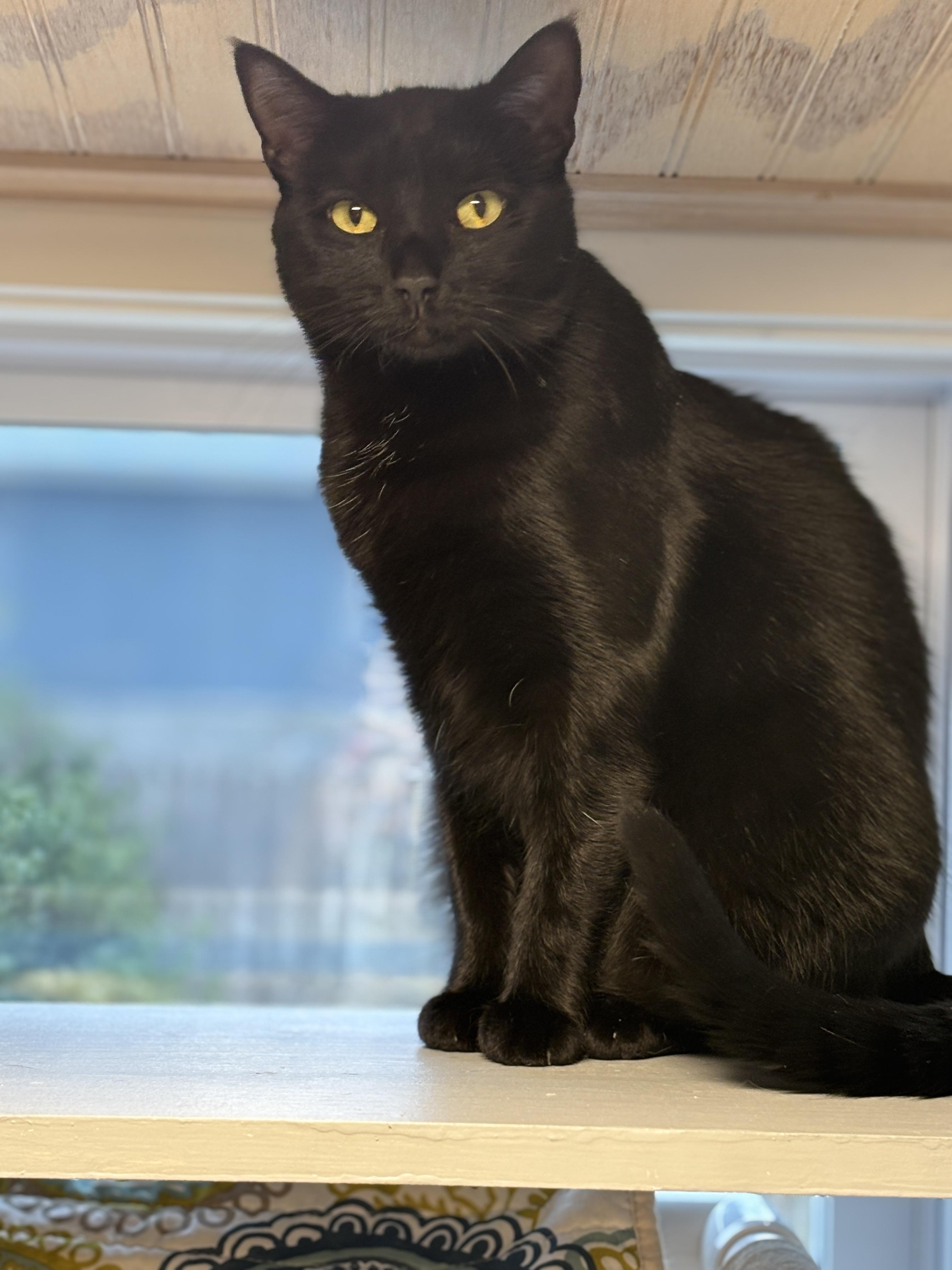 Enlarge Maggie, a Adoptable mixed breed in Vineyard Haven, MA image 1/3