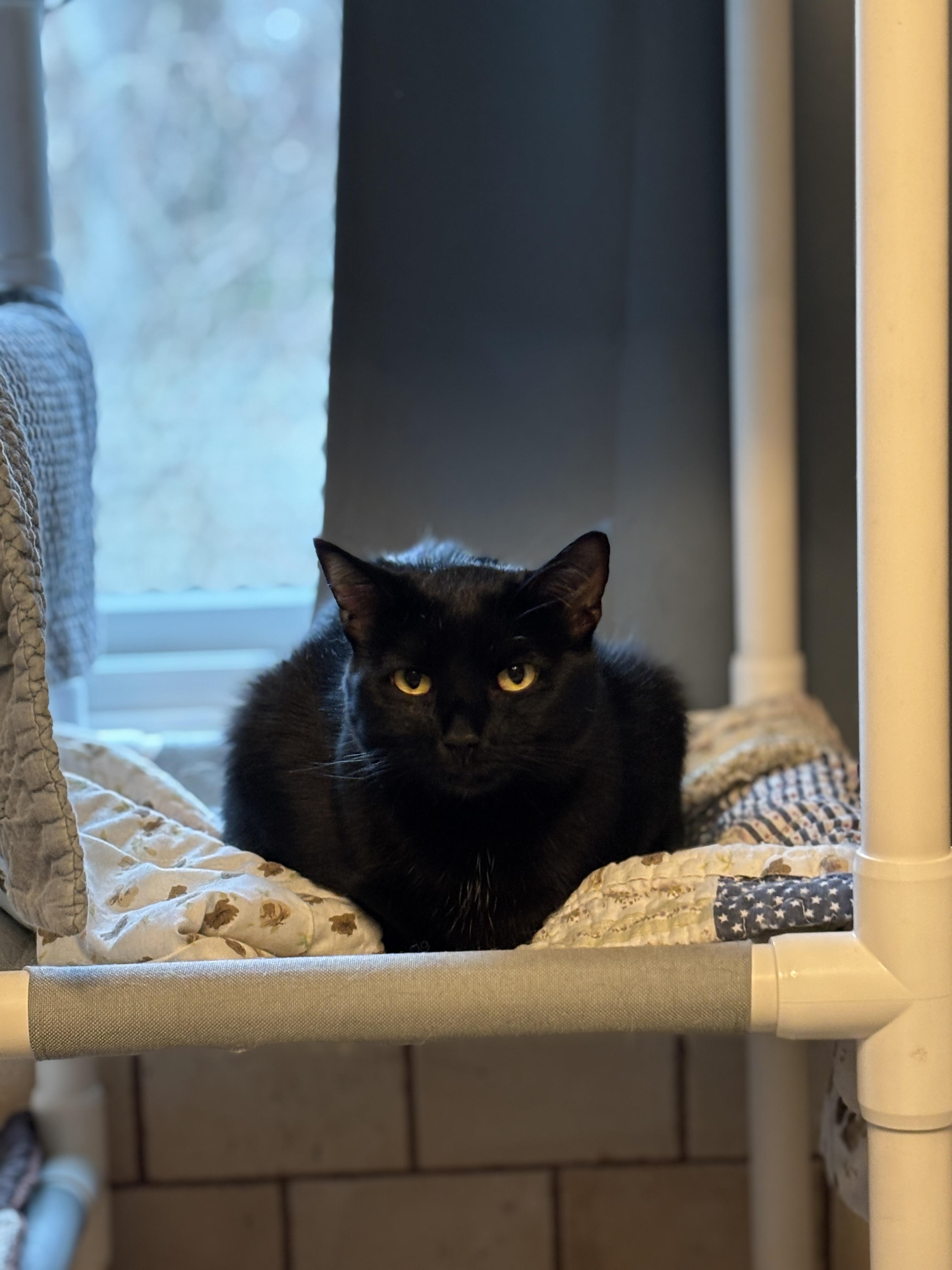 Enlarge Maggie, a Adoptable mixed breed in Vineyard Haven, MA image 2/3