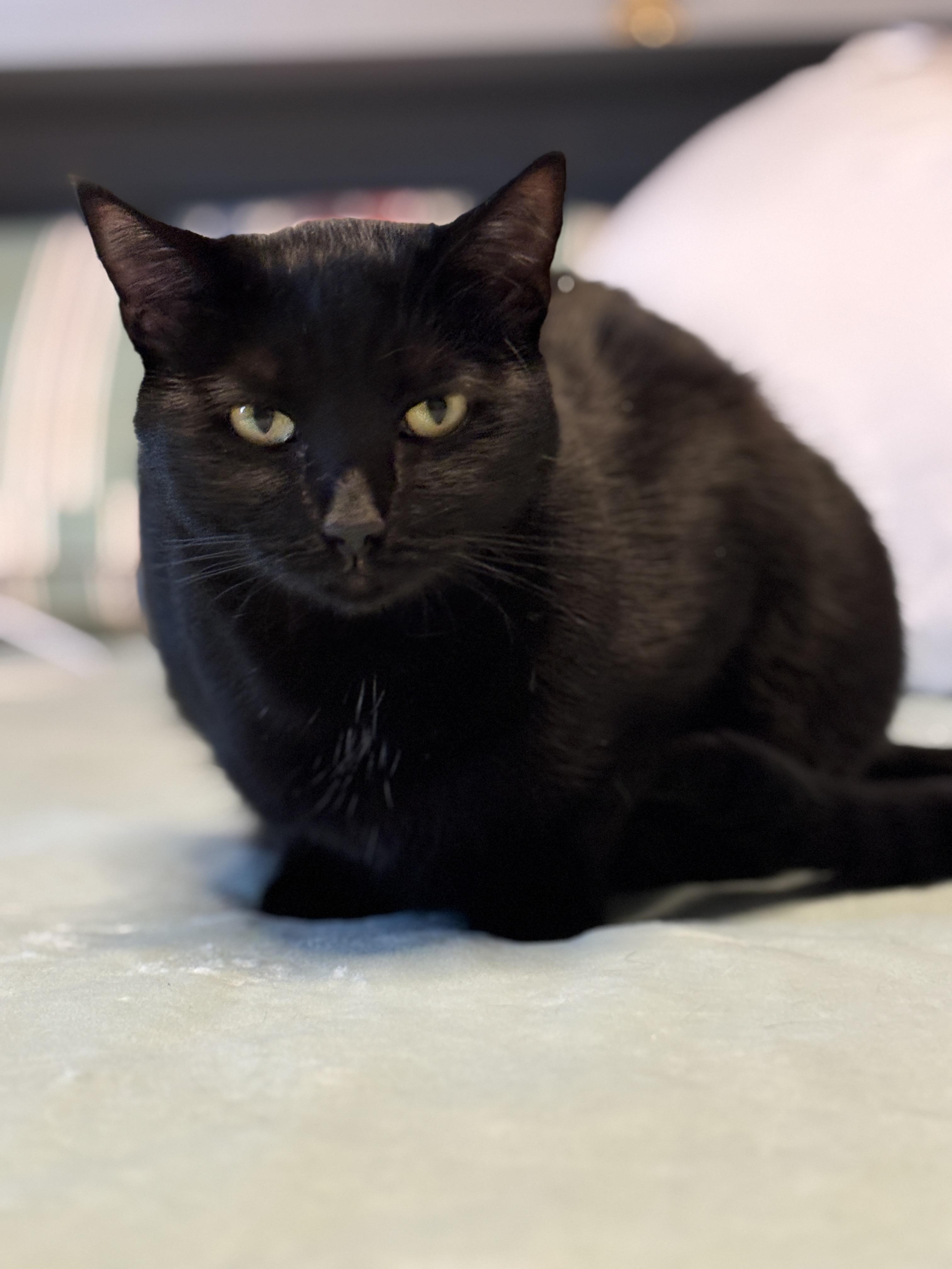 Maggie, Adoptable, Adult Female Domestic Short Hair.