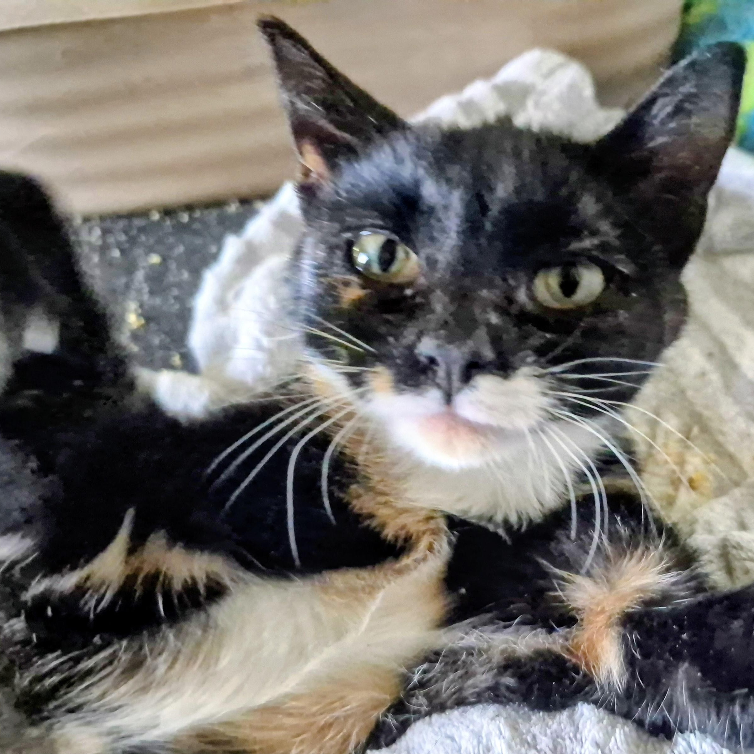 Moonbeam, adopted, Kitten Female Domestic Short Hair.