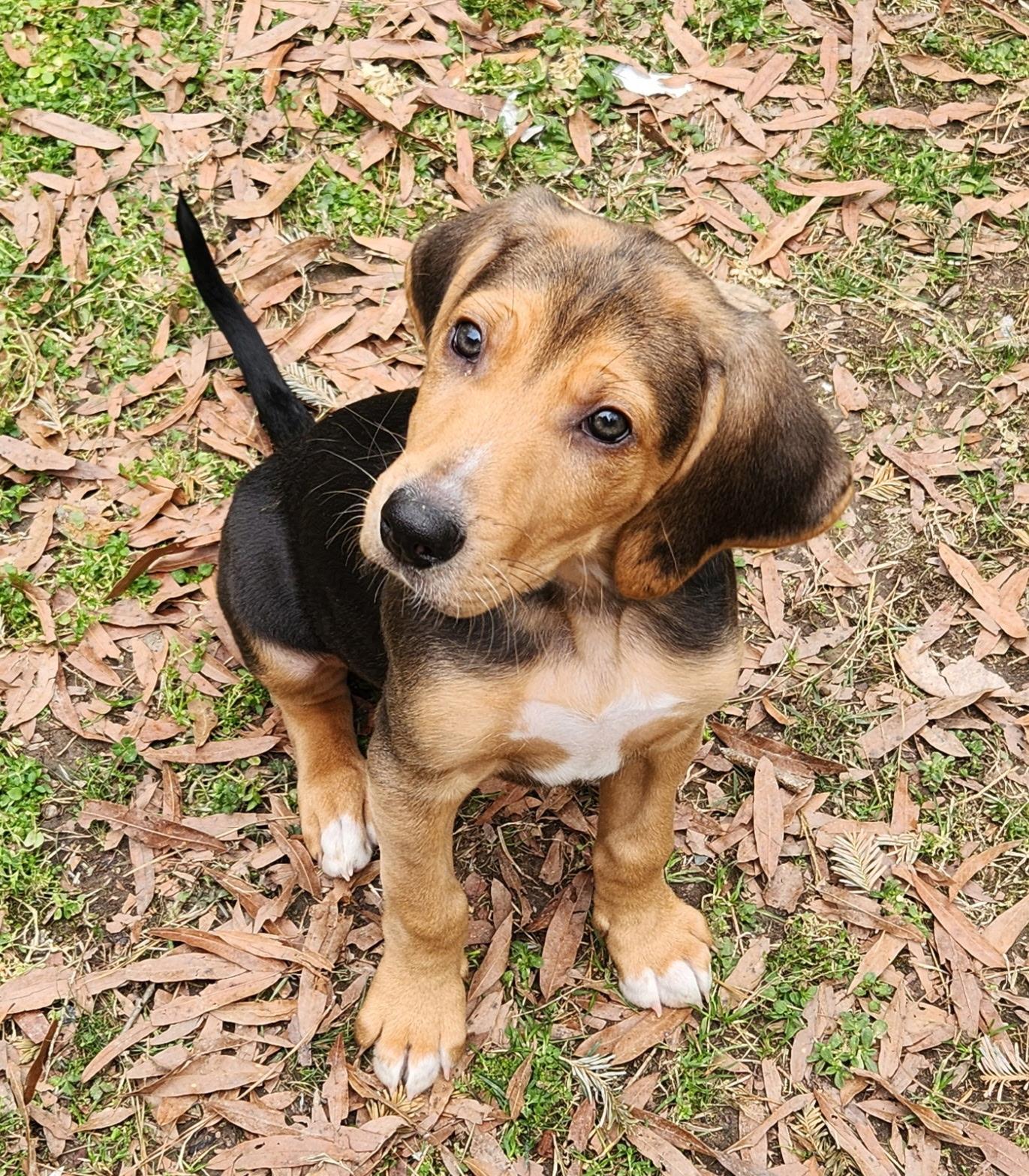 Enlarge Dizzy, an adoptable mixed breed in Pittsboro, NC image 5/6